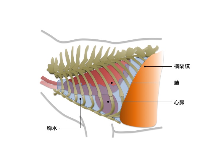 心臓病の症状 ～胸水～  市川市・浦安市の動物病院『ALL動物病院行徳 