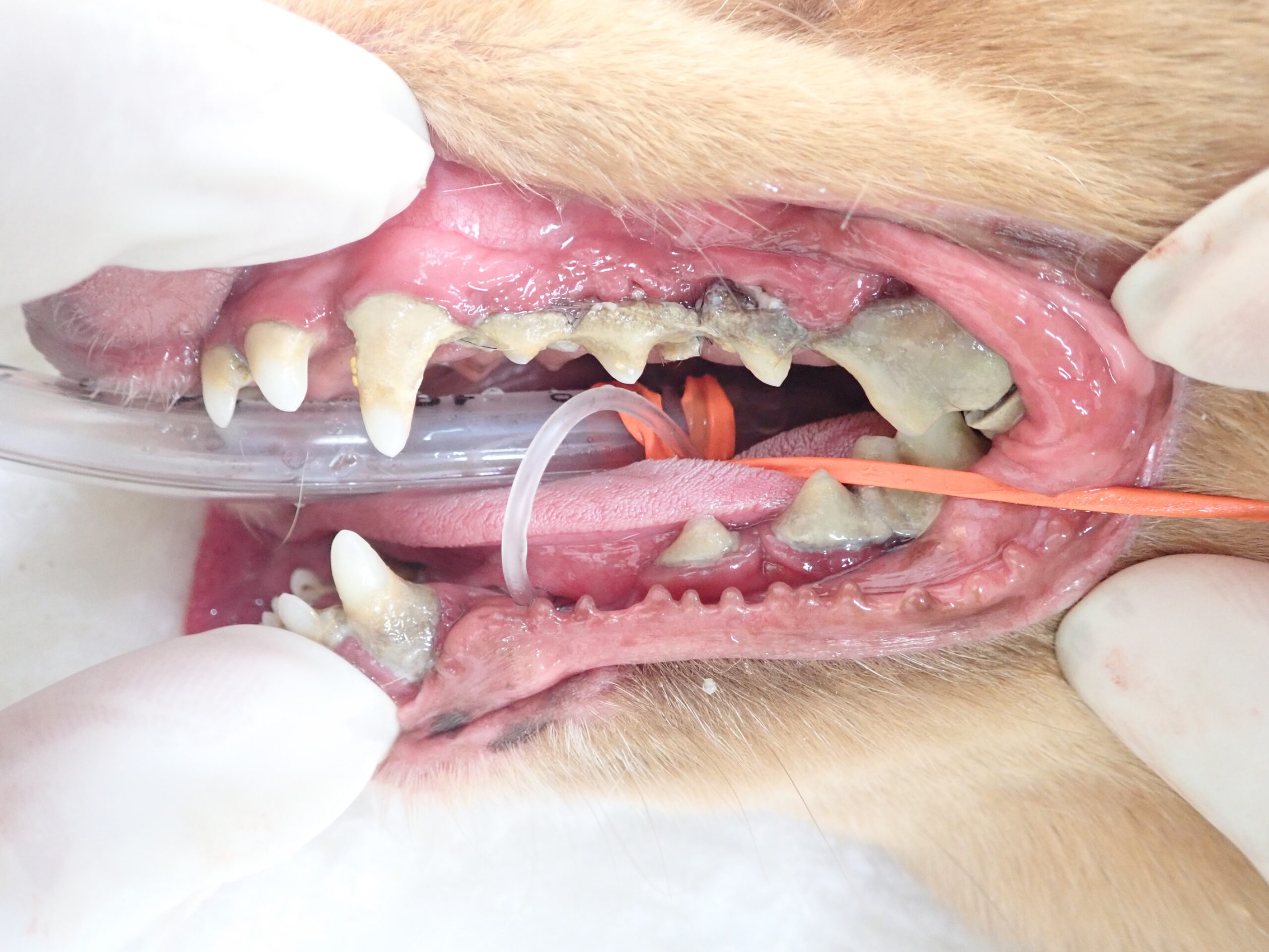 犬猫に多い歯周病 しっかり歯みがきしていますか 市川市 浦安市の動物病院 All動物病院行徳 皮膚科 眼科