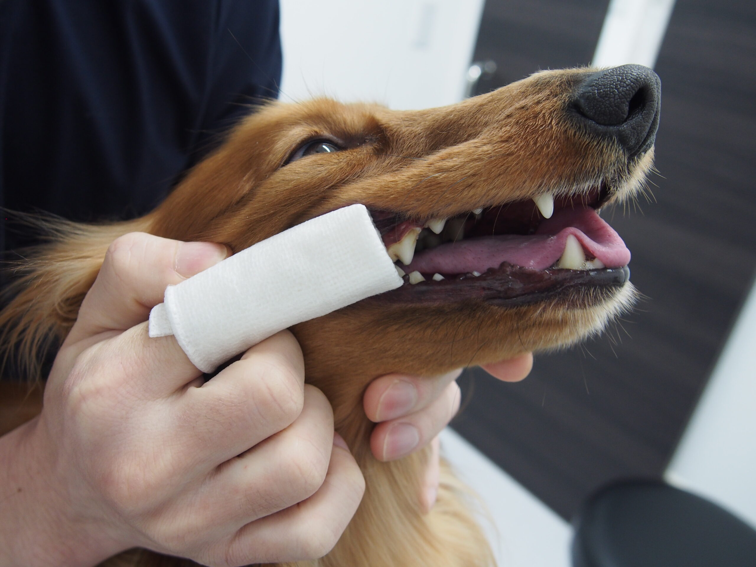 犬猫に多い歯周病 しっかり歯みがきしていますか 市川市 浦安市の動物病院 All動物病院行徳 皮膚科 眼科