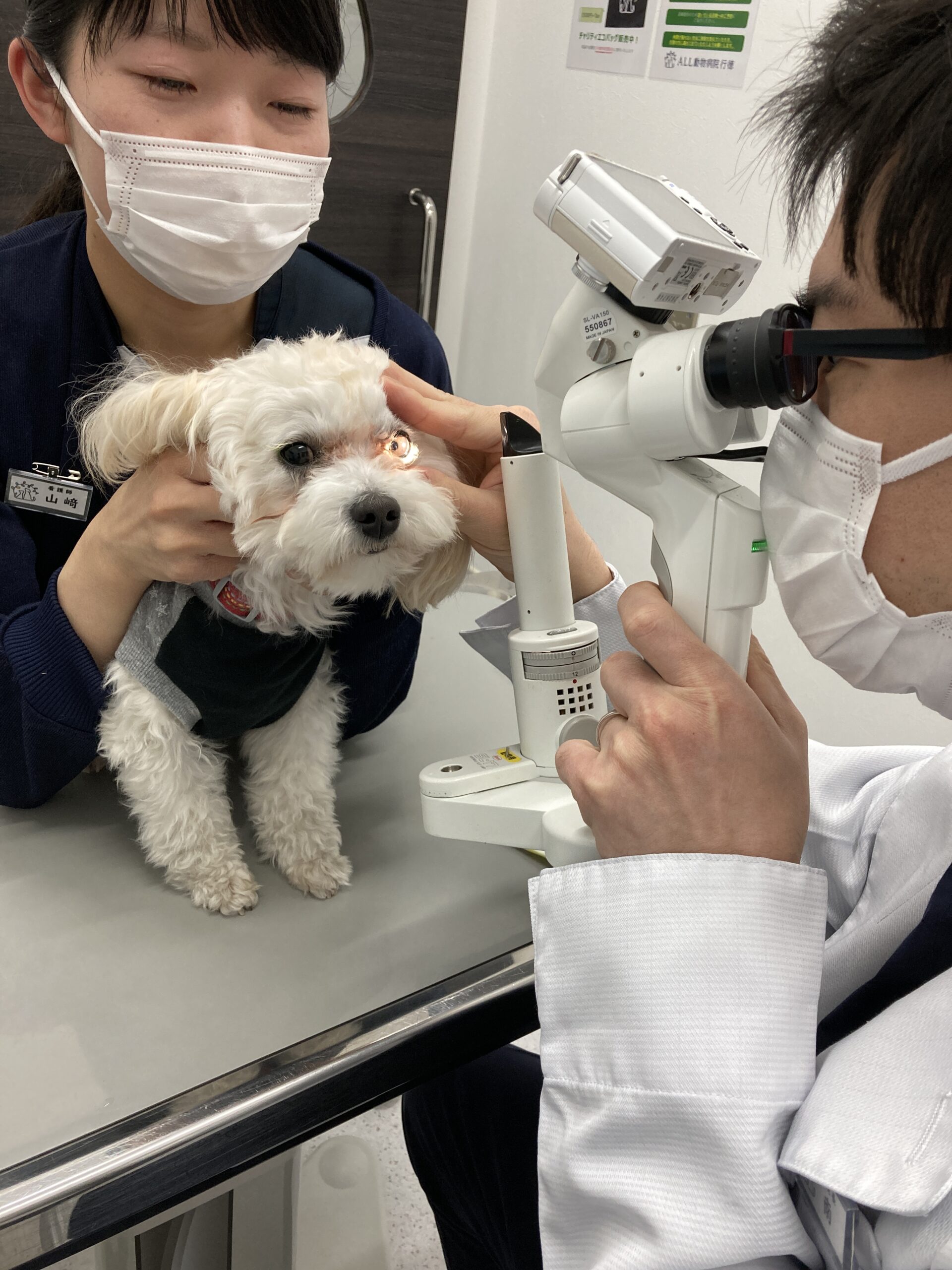 目の構造と機能 動物と人の目って何が違うの 市川市 浦安市の動物病院 All動物病院行徳 皮膚科 眼科