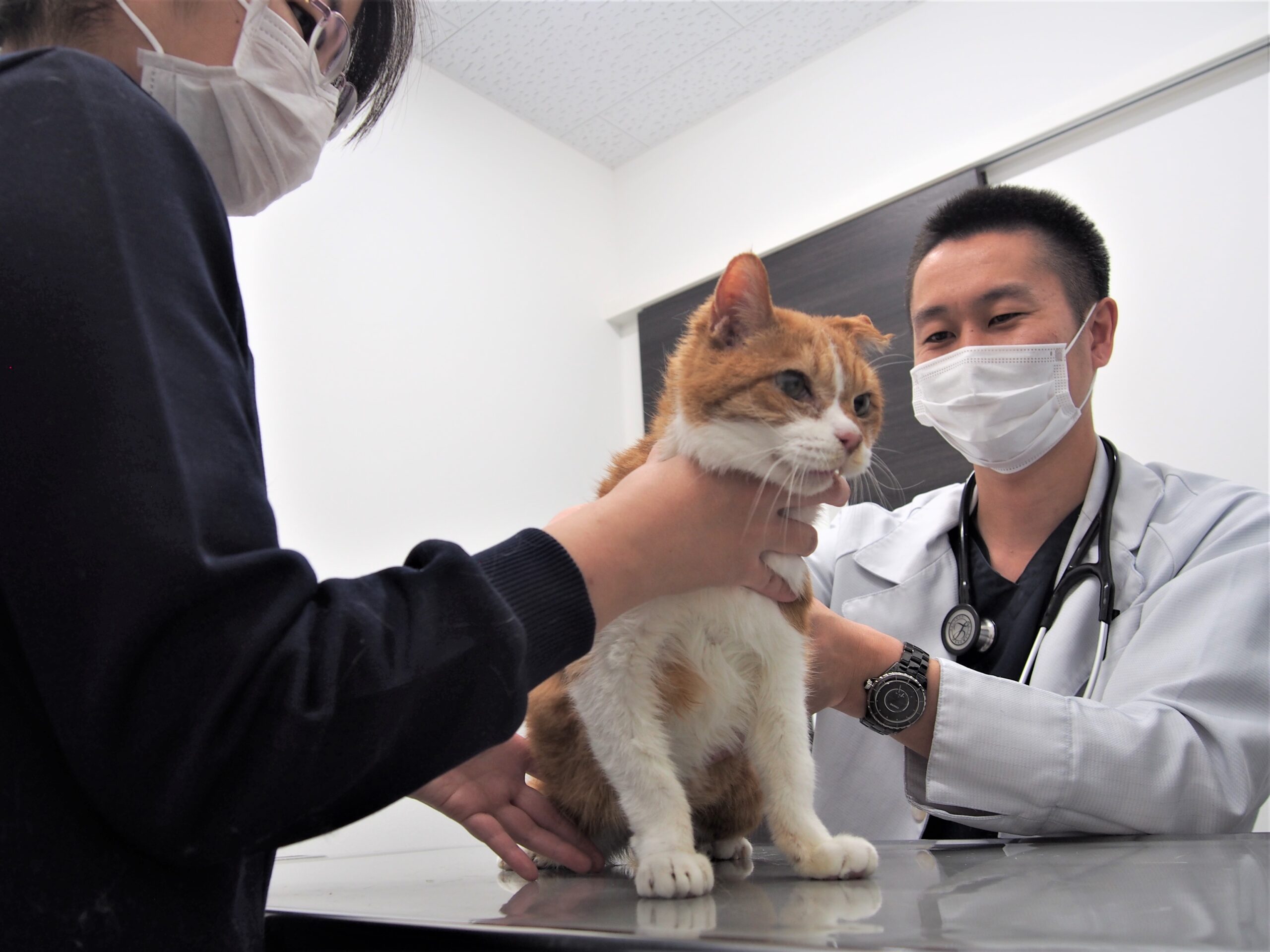 高齢猫に注意！慢性腎臓病について解説します。  市川市・浦安市の 