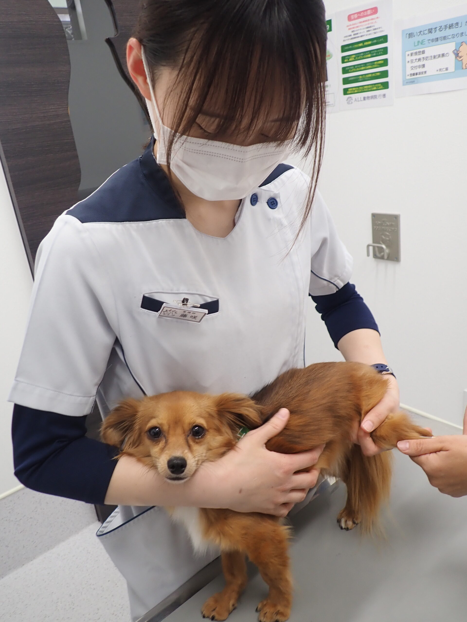 先輩に聞く 動物看護師ってどんな仕事 市川市 浦安市の動物病院 All動物病院行徳 皮膚科 眼科