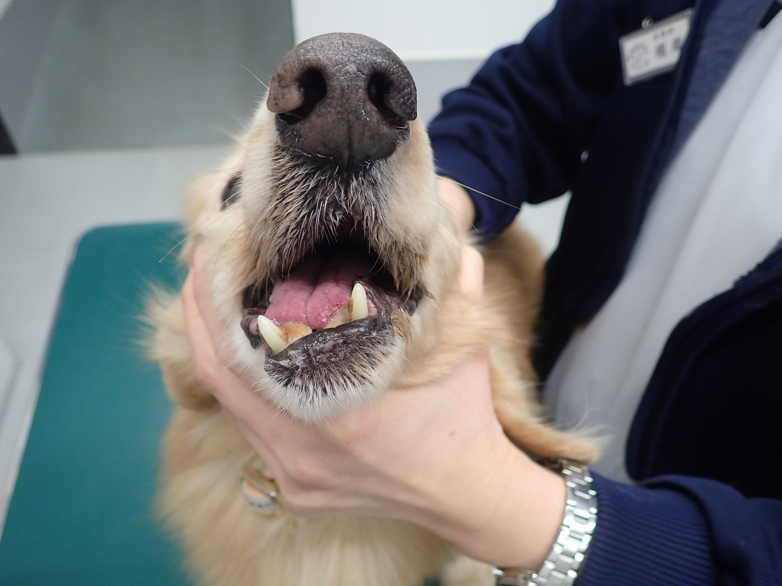 犬猫に多い歯周病 しっかり歯みがきしていますか 市川市 浦安市の動物病院 All動物病院行徳 皮膚科 眼科