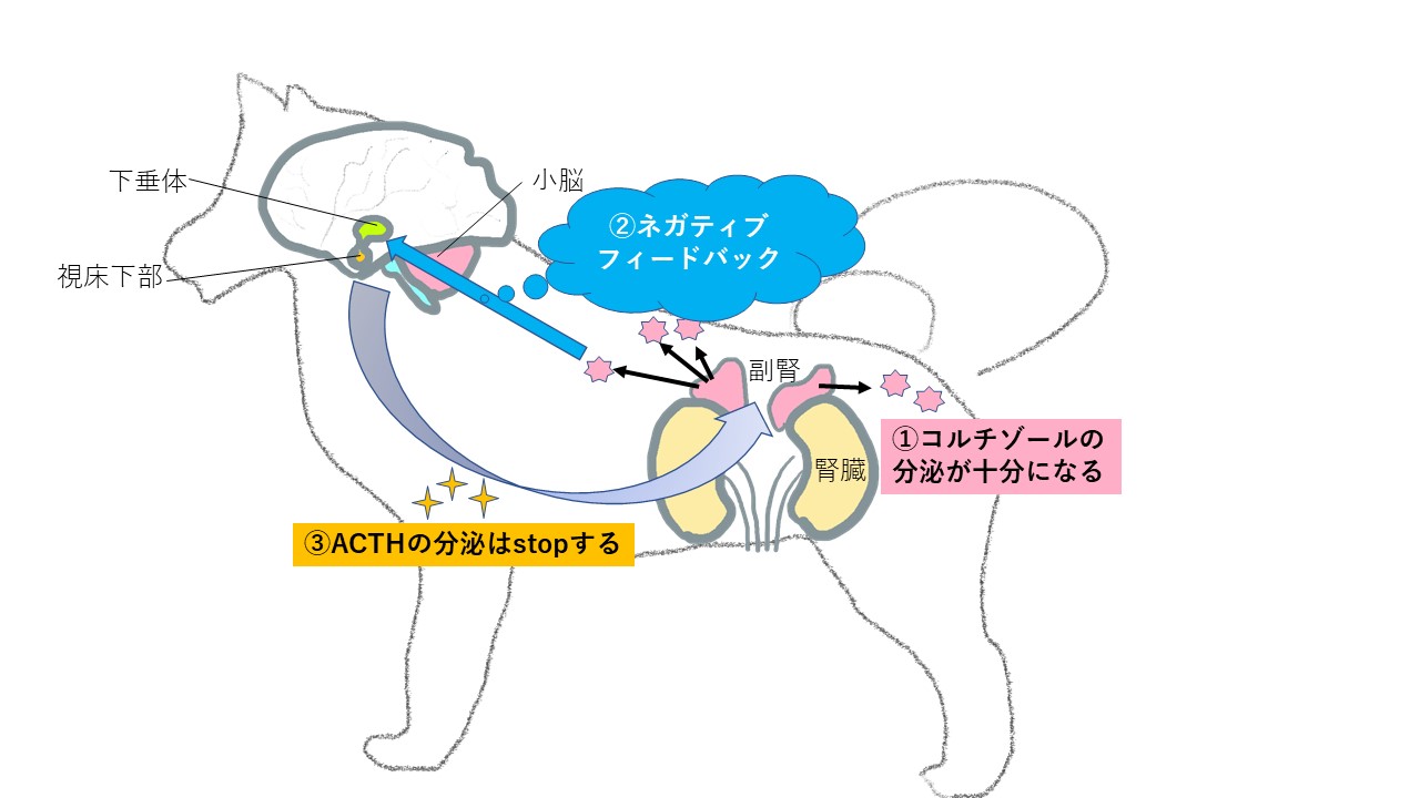 高齢犬に多いホルモンの病気 クッシング症候群をご存知ですか 市川市 浦安市の動物病院 All動物病院行徳 皮膚科 眼科