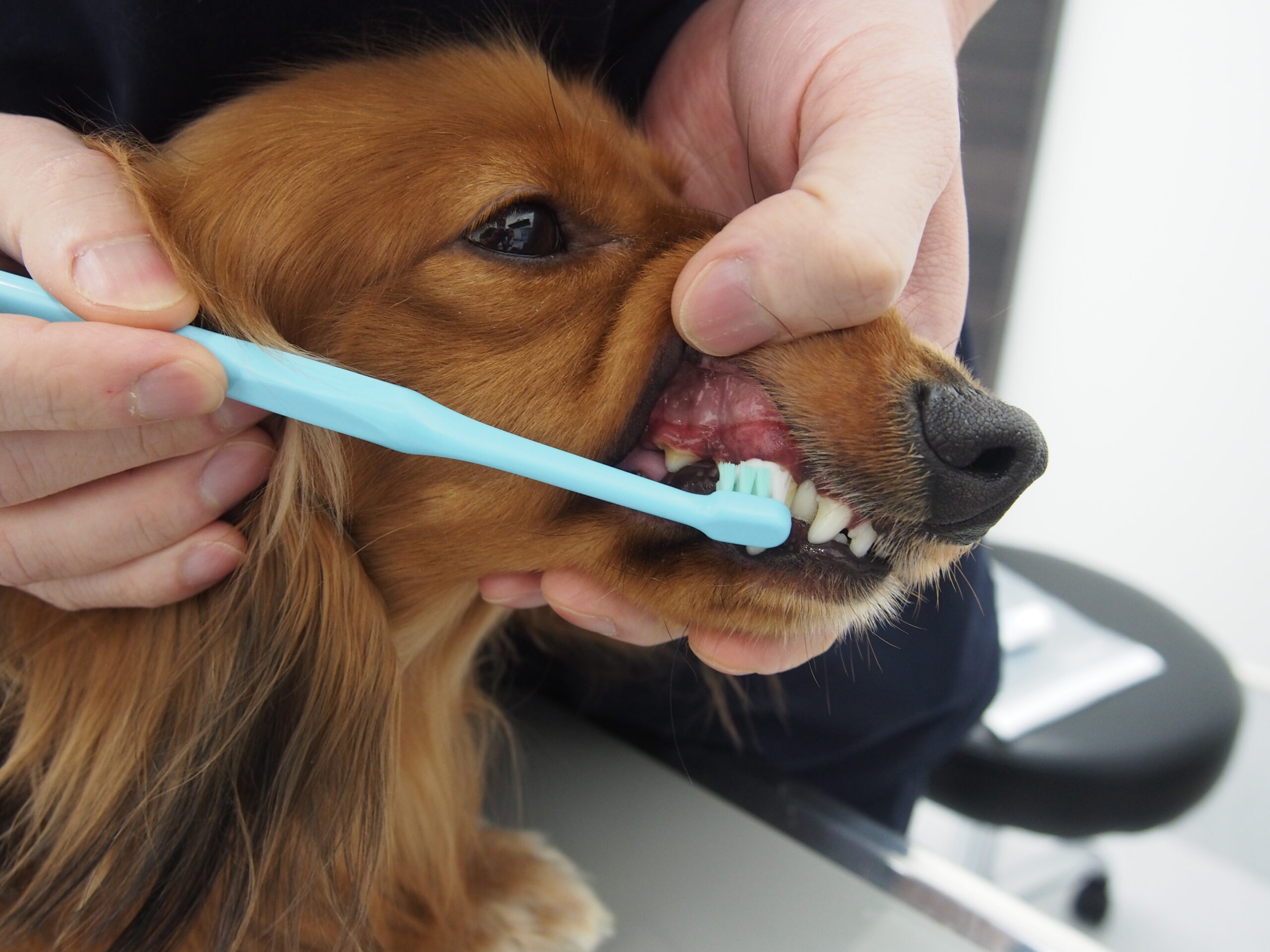 人とは違うの？犬や猫、動物それぞれの歯の違い  市川市・浦安市の 