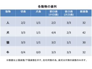 人とは違うの 犬や猫 動物それぞれの歯の違い 市川市 浦安市の動物病院 All動物病院行徳 皮膚科 眼科