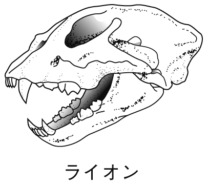 人とは違うの 犬や猫 動物それぞれの歯の違い 市川市 浦安市の動物病院 All動物病院行徳 皮膚科 眼科