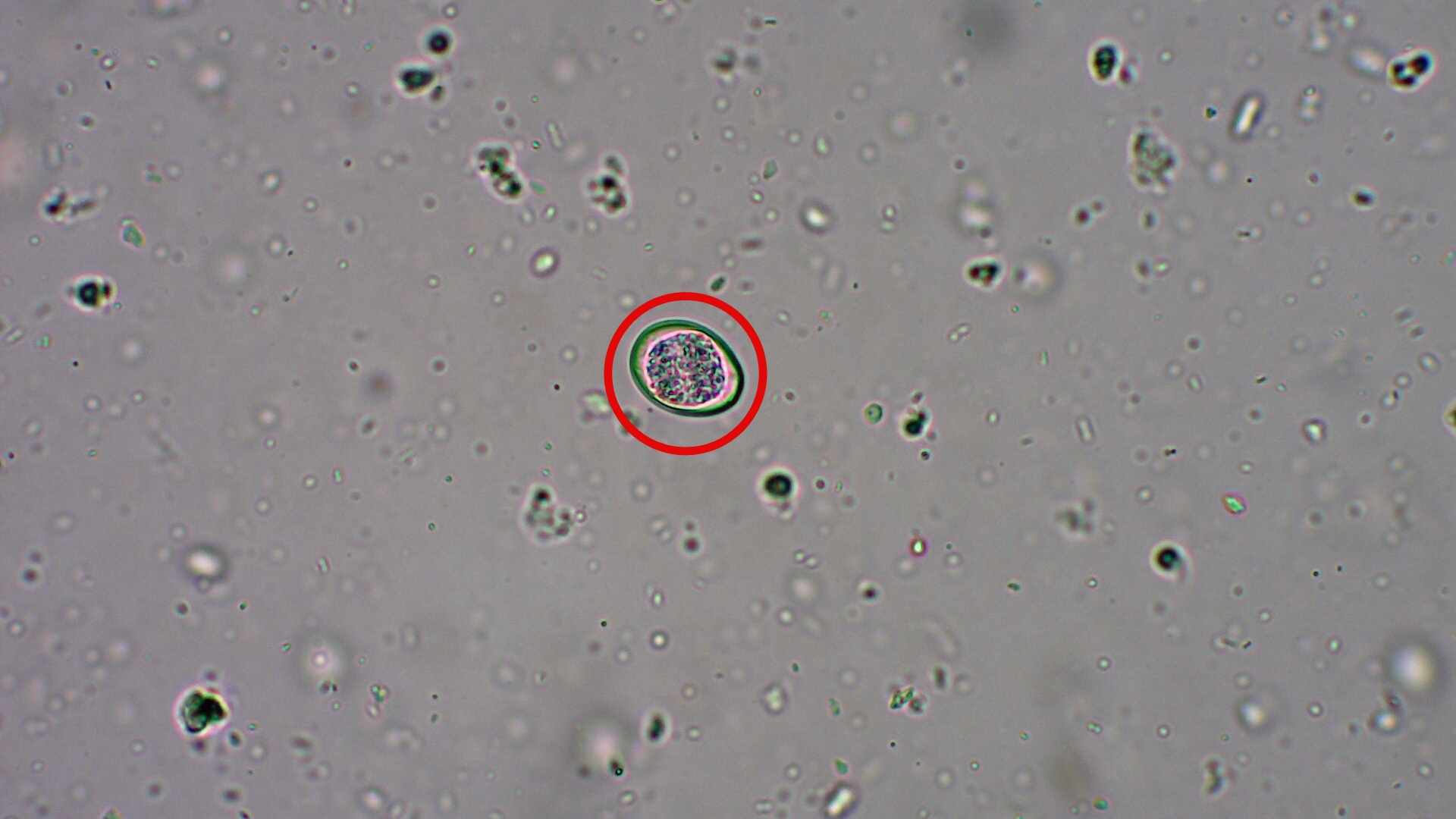 下痢の原因は寄生虫 顕微鏡でしか見えない寄生虫である原虫をご紹介します 市川市 浦安市の動物病院 All動物病院行徳 皮膚科 眼科