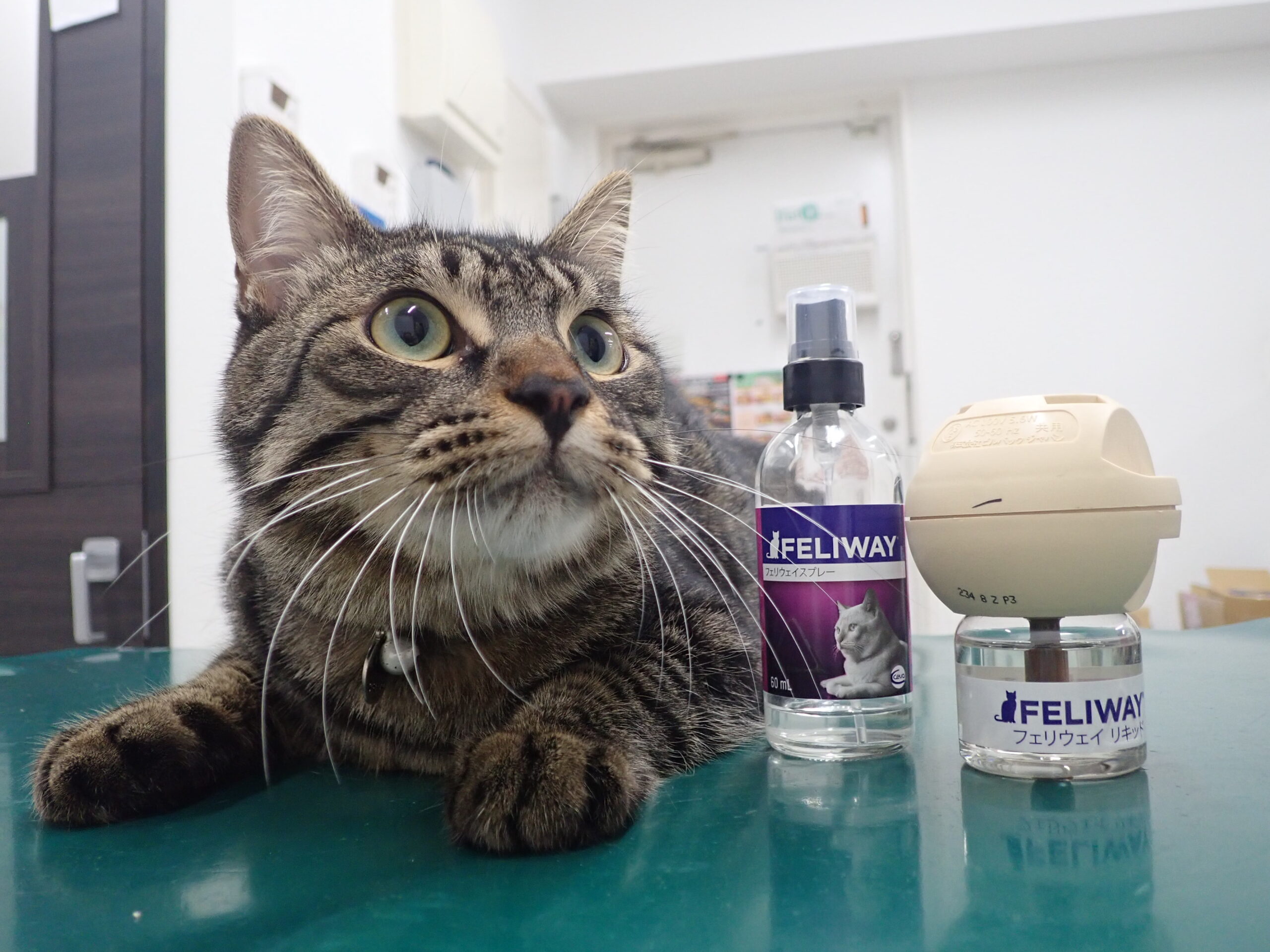 猫用ホルモン''フェリウェイ''でリラックス | 市川市・鎌ケ谷市の動物