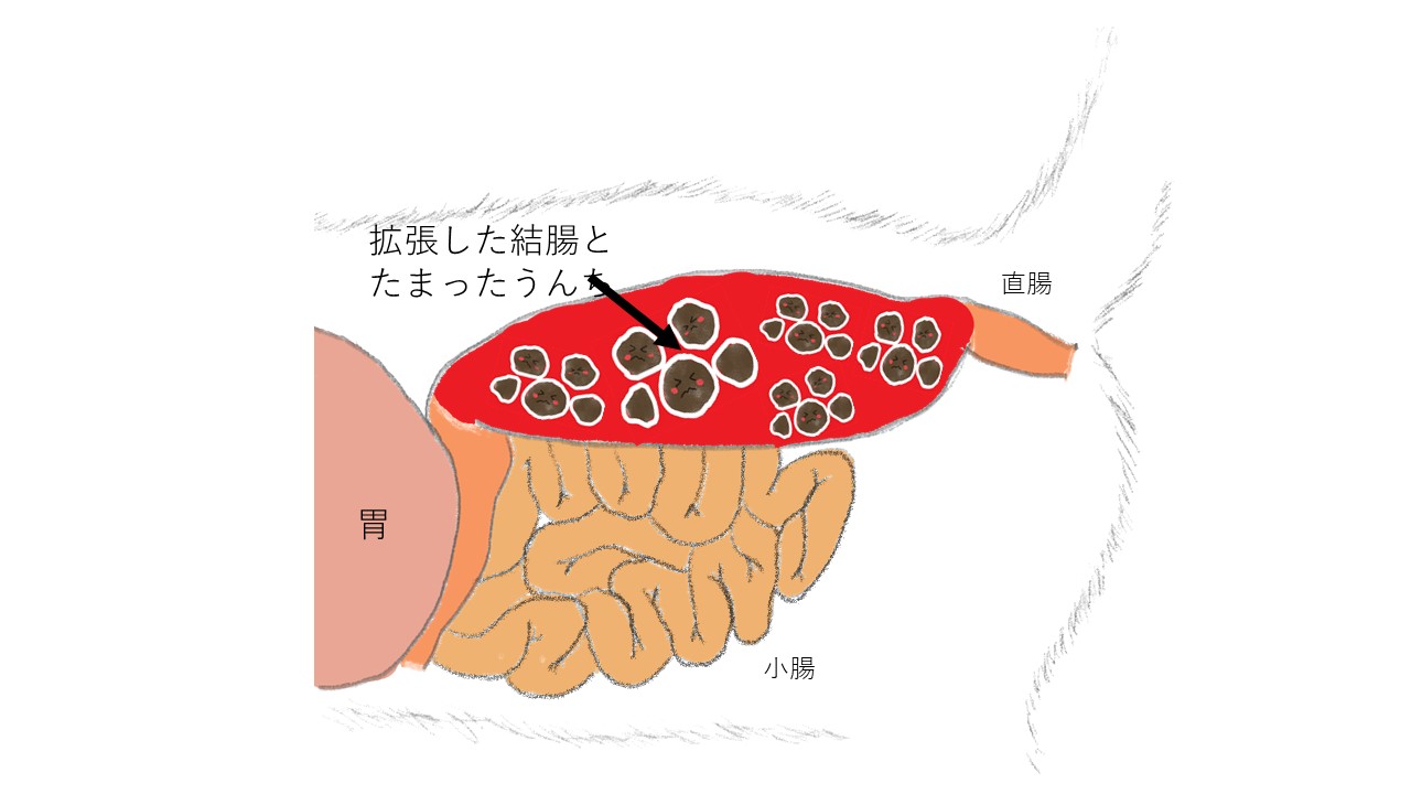 猫に多い巨大結腸症についてご存じですか 市川市 浦安市の動物病院 All動物病院行徳 皮膚科 眼科