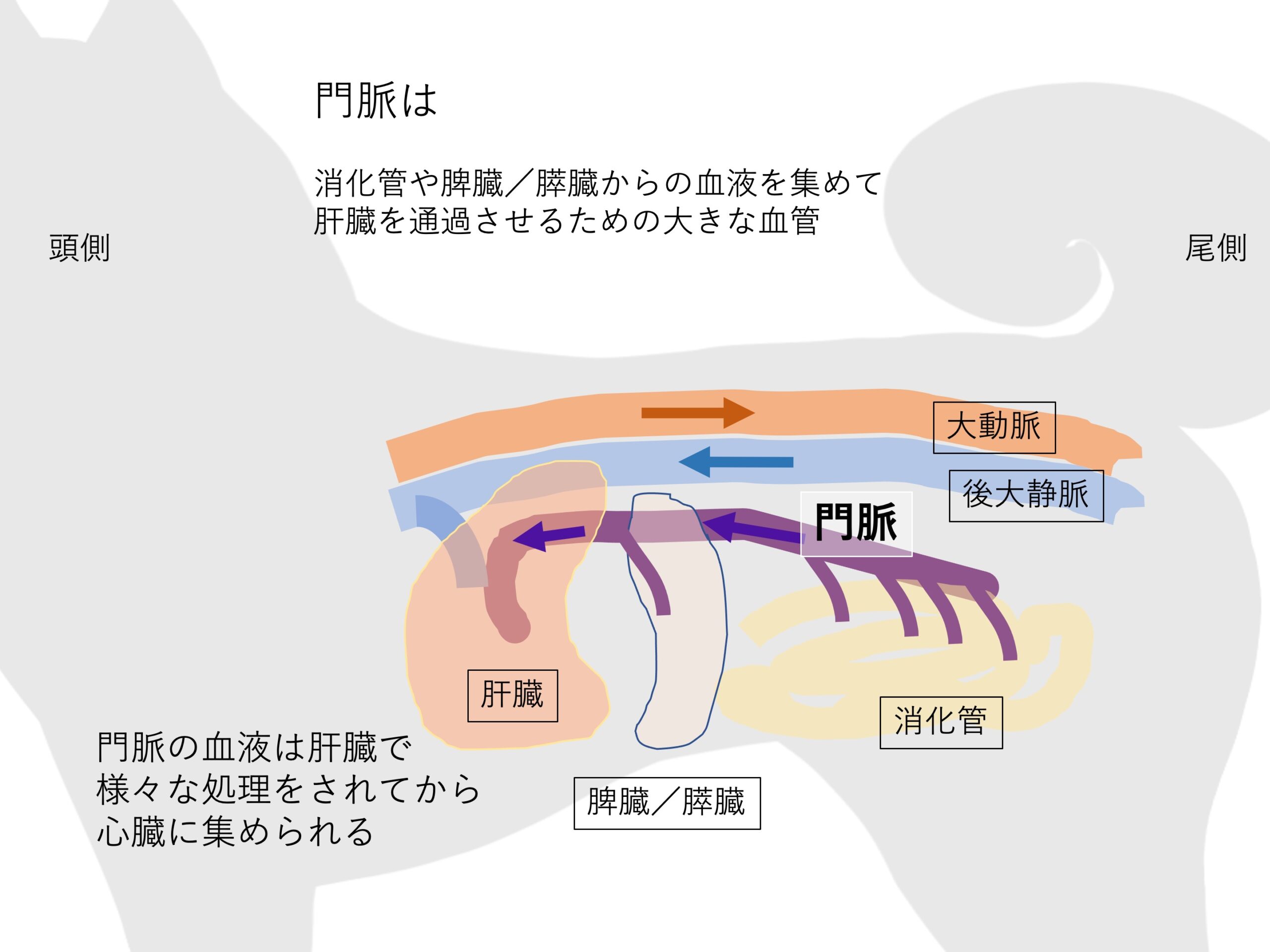 早期発見が大事 門脈体循環シャントをご存じですか 市川市 浦安市の動物病院 All動物病院行徳 皮膚科 眼科