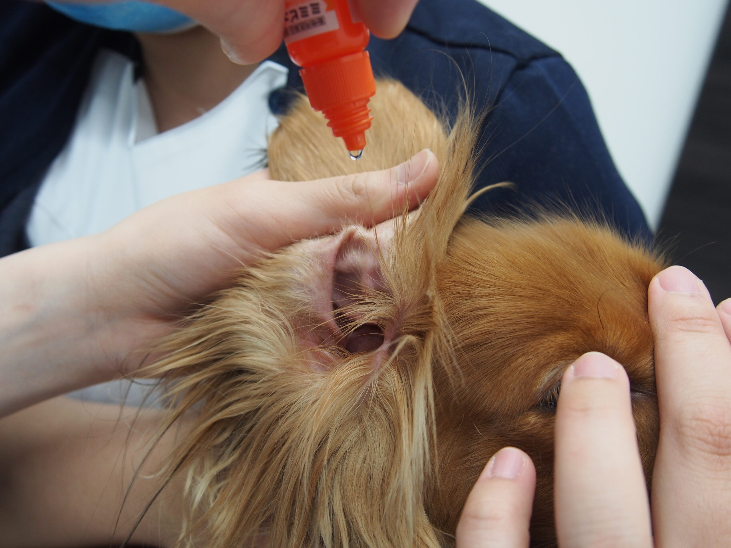 耳掃除と点耳薬のやり方とコツを解説します 市川市 浦安市の動物病院 All動物病院行徳 皮膚科 眼科