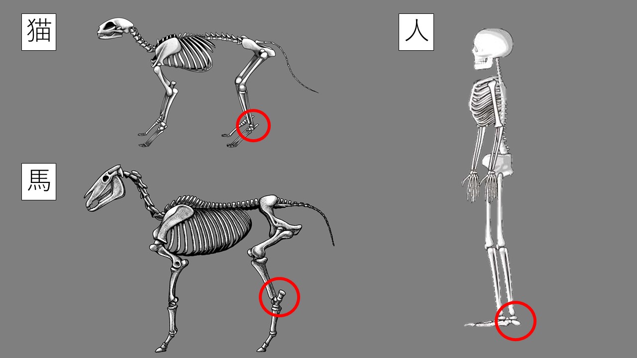 骨ってどんな役割があるの 動物によって違いはあるのかな 市川市 浦安市の動物病院 All動物病院行徳 皮膚科 眼科
