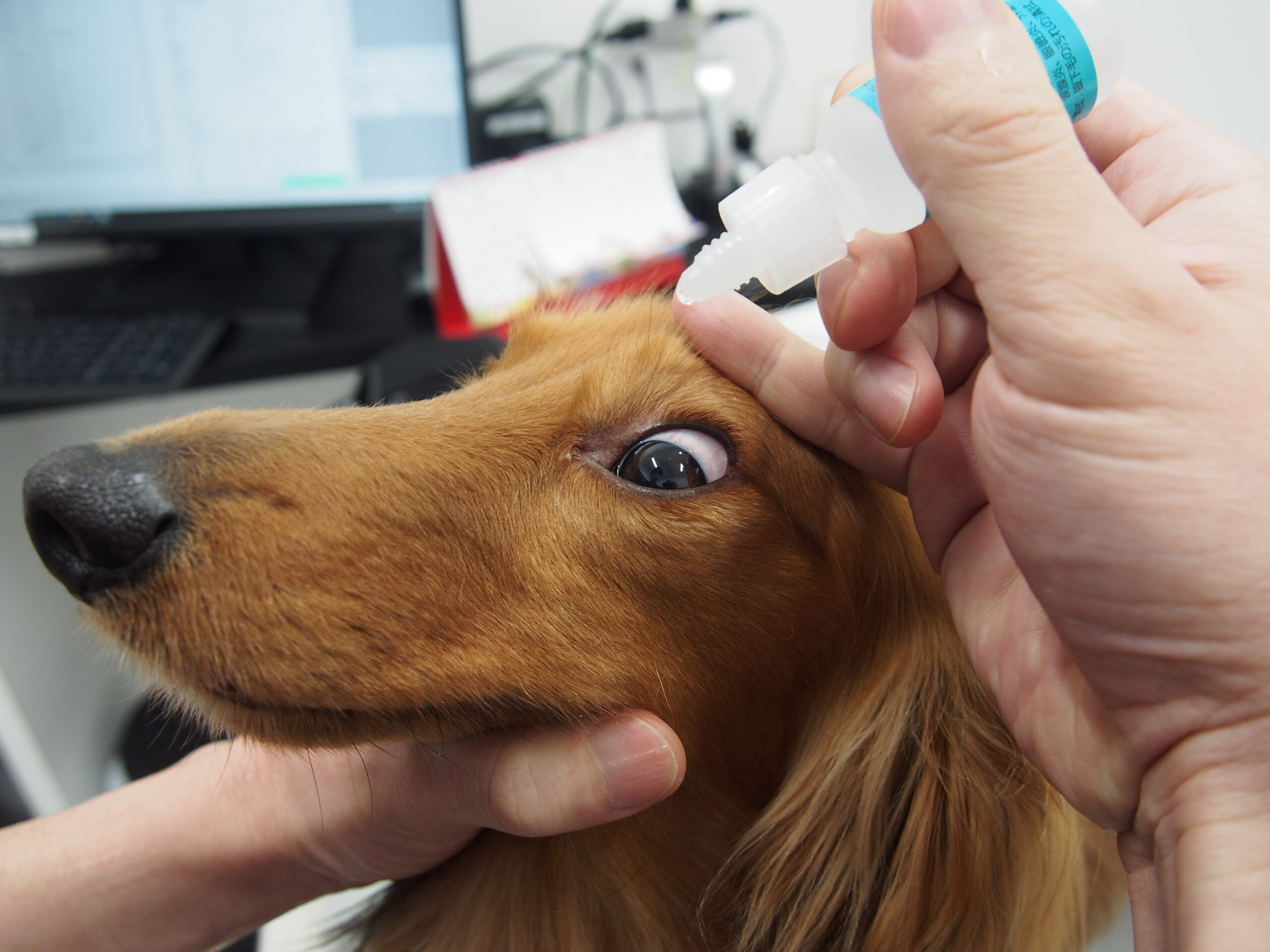 犬猫の目薬の差し方のコツを解説します 市川市 浦安市の動物病院 All動物病院行徳 皮膚科 眼科