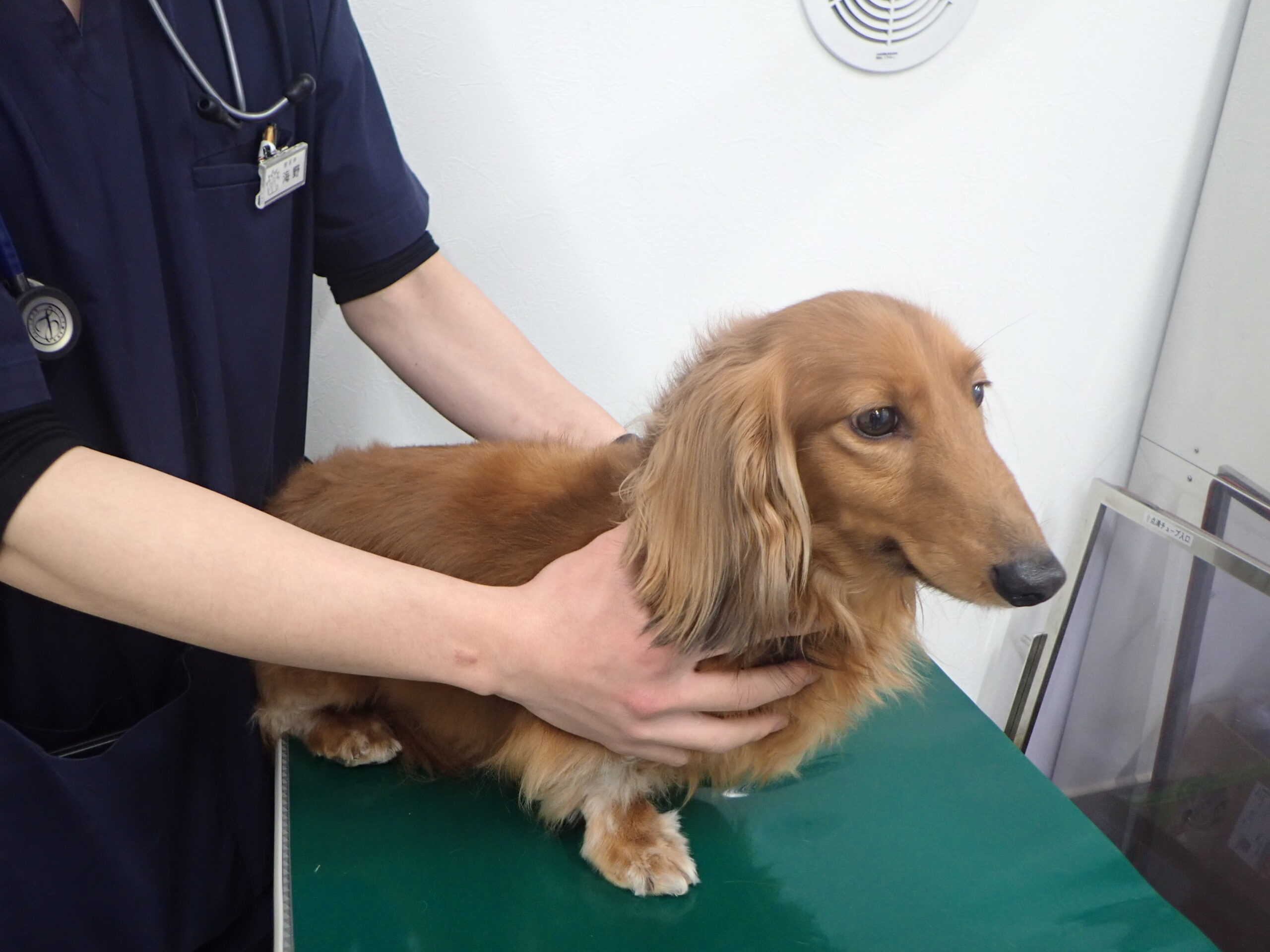 犬猫の目薬の差し方のコツを解説します 市川市 浦安市の動物病院 All動物病院行徳 皮膚科 眼科