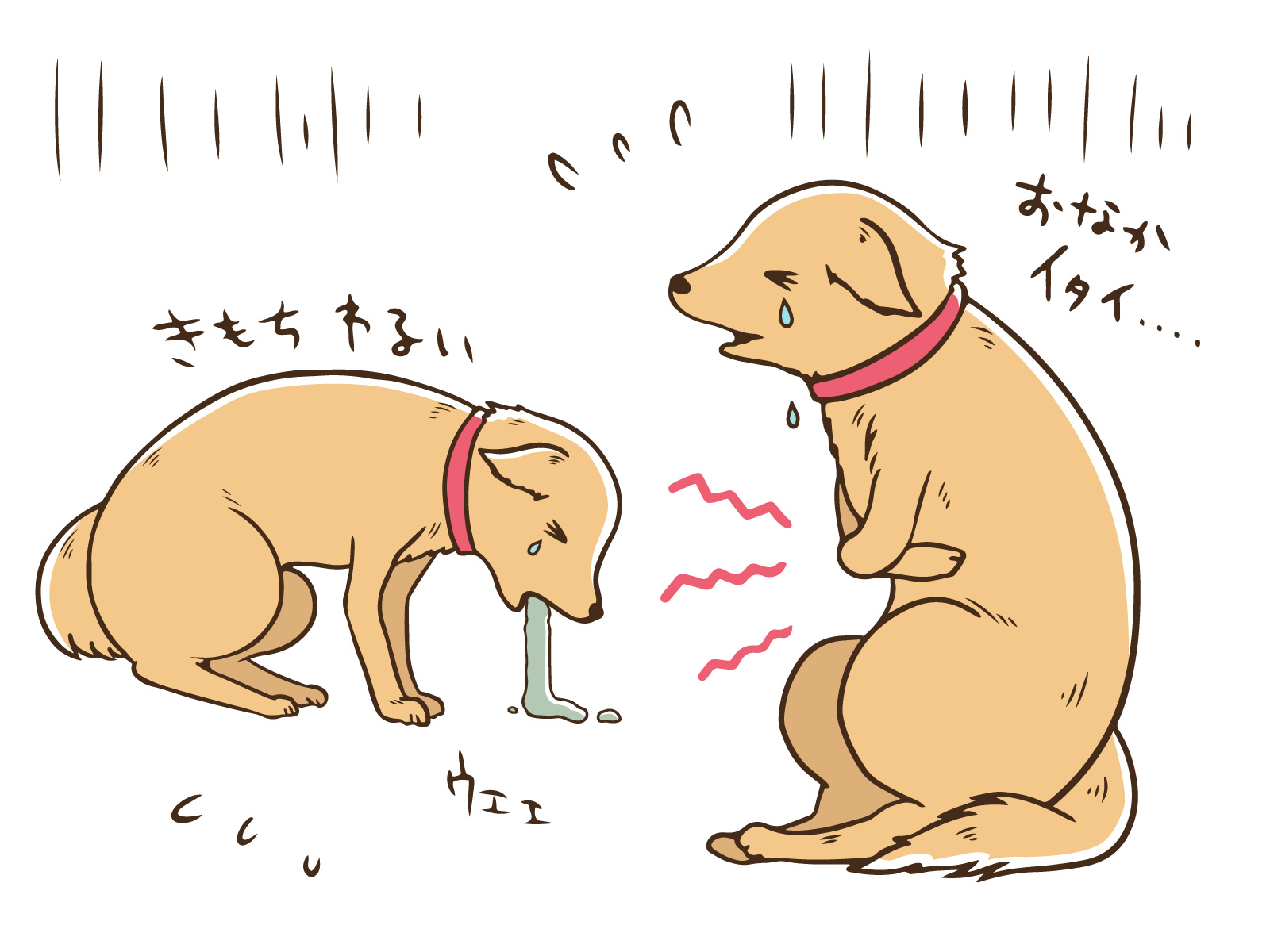 犬や猫の嘔吐・下痢が治らない。。。そんな症状ありませんか？？炎症性腸疾患（IBD）についてご説明します。 |  市川市・鎌ケ谷市の動物病院『ALL動物病院グループ』皮膚科/腫瘍科