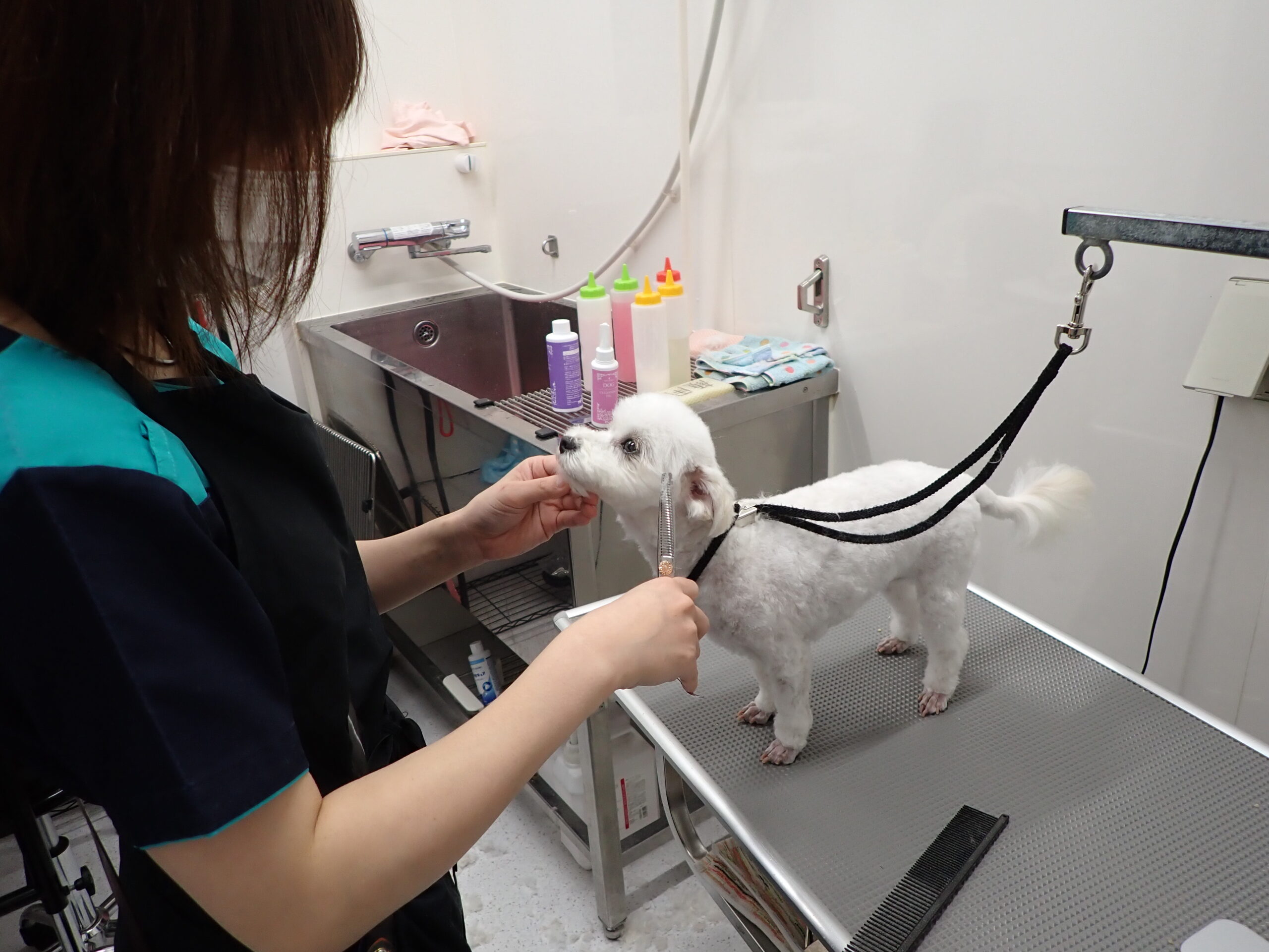 トリミングの時にどんなカットにしていますか いろいろなカットを紹介します 市川市 浦安市の動物病院 All動物病院行徳 皮膚科 眼科