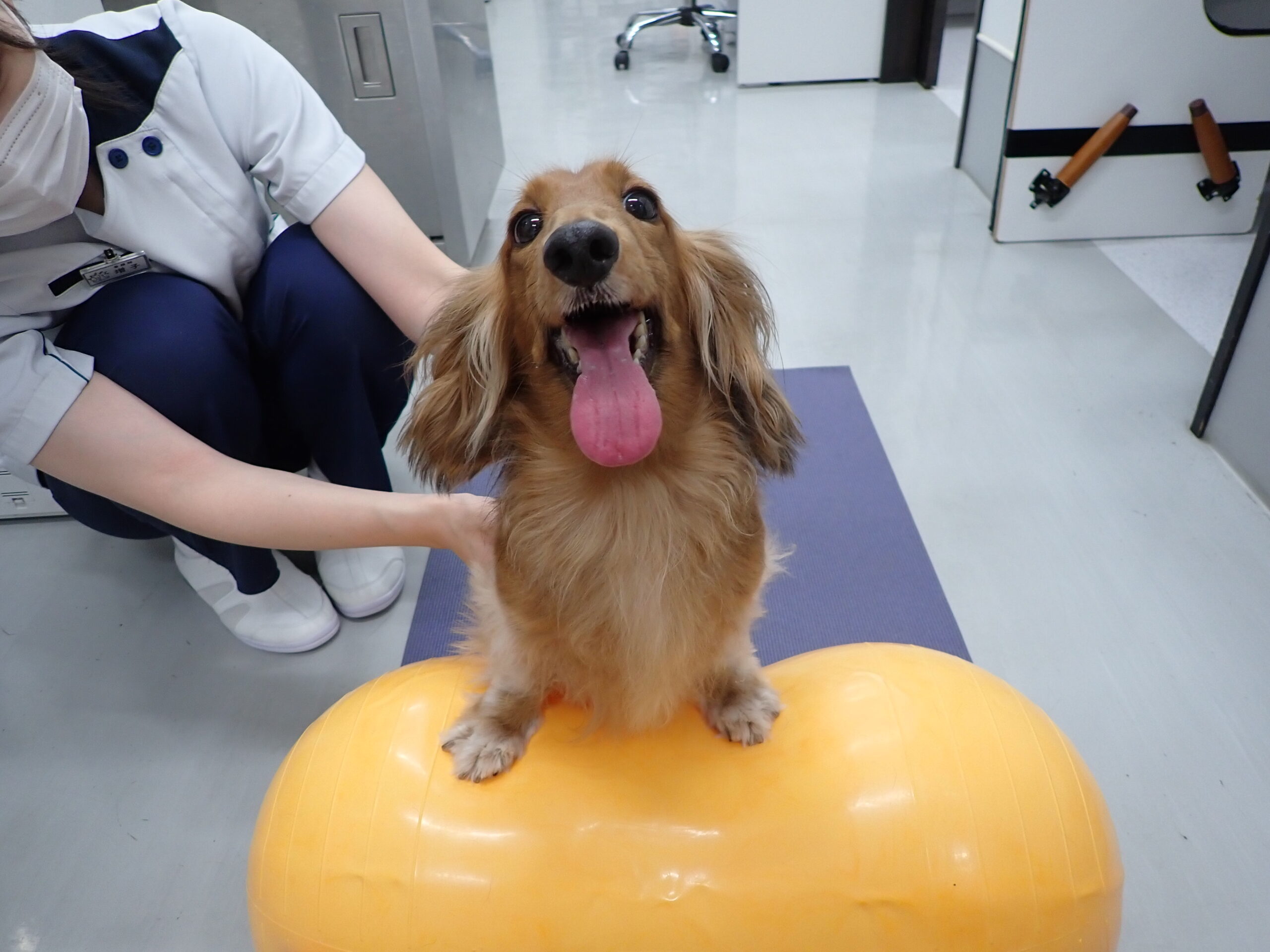 犬のリハビリテーションで使用する道具を紹介します！ | 市川市・鎌ケ谷市の動物病院『ALL動物病院グループ』皮膚科/腫瘍科